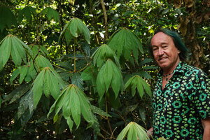 Patrick Blanc close to the new branch growth with pseudo verticillate young leaves of Actinodaphne bourdillonii, Mathikettan Shola NP, Kerala, India, Jan. 2023