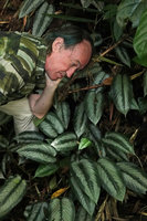 Patrick Blanc considering the bright silver feathery markings of Schismatoglottis wallichii leaves, Khao Sok NP, Thailand, June 2019