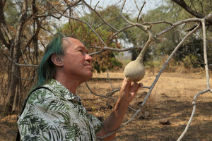 Patrick Blanc considering the fruit of Cladostemon kirkii,  Nsumbu NP, Tanganyika lake, Zambia, Sept. 2017