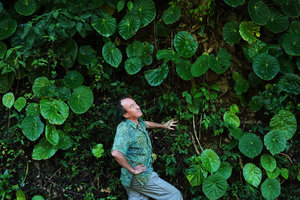 Patrick Blanc considering the huge leaves of Begonia nelumbonifolia, Coban, Alta Verapaz, Guatemala, Jan. 2020