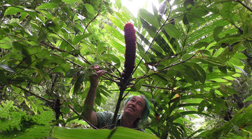 Patrick Blanc considering the inflorescence of a branched Tapeinochilos, Imbu Rano, Kolombangara, Solomon Islands, Sept. 2019