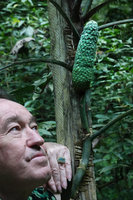 Patrick Blanc contemplating the mature infructescence of Monstera siltepecana, Finca el Pilar, Antigua, Guatemala, Dec. 2019