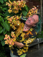 Patrick Blanc cryptic among the calicophylls of Mussaenda 'Calcutta Sunset' in Singapore, April 2025