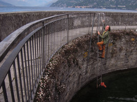 Patrick Blanc descending a ladder to observe the naturalized Erigeron karvinskianus, Como Lake, Italy, May 2016