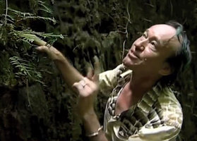 Patrick Blanc discovering Begonia pteridiformis on a vertical limestone cliff two years before the officially reported discovery, Khao Sok NP, Thailand, Aug. 2006