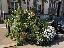 Patrick Blanc during covid containment, emerging from Rumex nervosus and Abutilon striatum, just two of the 63 species he installed in the 3 square meters street soil space around the central tree, France, April 2020