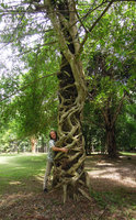 Patrick Blanc embracing a strangling Ficus concinna, Xishuangbanna Tropical Botanical Garden, China, June 2016