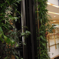 Patrick Blanc emerging among Philodendron goeldii leaves, Emporium, Bangkok, Dec 2015