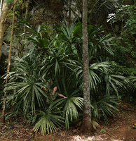 Patrick Blanc emerging among the huge leaves of a young Borassodendron machadonis, Phang Nga, Thailand, June 2019