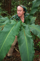 Patrick Blanc emerging from a big leaved ginger, probably an Alpinia species, Datanla Waterfall, Dalat, Vietnam, Nov. 2019