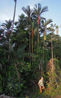 Patrick Blanc emerging from a clump of Cyrtostachys renda in a peat swamp forest remnant, Johore, Malaysia, June 2014