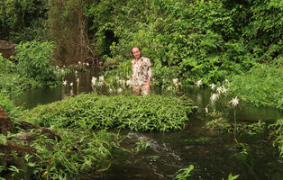 Patrick Blanc emerging from a flowering population of Crinum natans, Kribi, Cameroon, March 2018