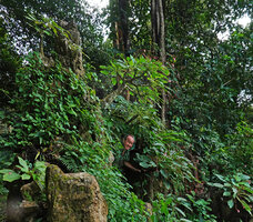 Patrick Blanc emerging from a karst man made small cave covered by the tuberous Impatiens mirabilis, the pink flowered form, Queen Sirikit BG, Chiang Mai, Thailand, Oct. 2023