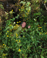 Patrick Blanc emerging from an Asteraceae growing on a shaded vertical seeping earth slope, Simien NP, Ethiopia, Jan. 2019