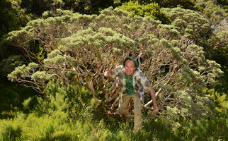 Patrick Blanc emerging from an Olearia shrub, Mount Cook, New Zealand, 2012