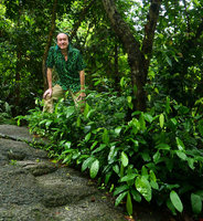 Patrick Blanc emerging from a vegetative clump of Ficus subulata covering a rock close to a waterfall, Yangtai Shan, Shenzhen, China, July 2017