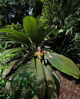 Patrick Blanc emerging from Johannesteijsmannia altifrons, Botanic Gardens, Singapore, Sept. 2025