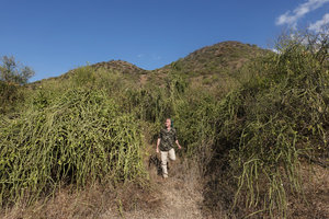Patrick Blanc emerging from the curtaining stems of the climbing Cissus quadrangularis, Lake Abaya, Arba Minch, Ethiopia, Jan. 2019