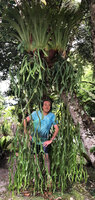 Patrick Blanc emerging from the hanging fronds of Platycerium coronarium, Poring, Mt kinabalu, 400 m asl, Sabah, Borneo, July 2022