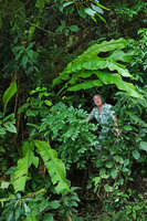 Patrick Blanc emerging from the karst forest under Heliconia leaves, Candelaria, Alta Verapaz, Guatemala, Jan. 2020