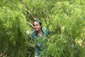 Patrick Blanc emerging from the weeping branches of Leptospermum madidum, a western Australian cliff dwelling shrub, Botanic Gardens, Singapore, March 2019