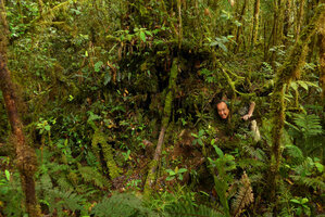 Patrick Blanc emerging from tree roots in the dense mossy forest, Tari, 2000 m asl, Hela, Papua New Guinea, March 2016