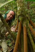Patrick Blanc evaluating a young and promising stilt root of Socratea exorrhiza, Lagos de Menegua, Puerto Lopez, Meta, Colombia, Oct. 2016