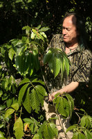Patrick Blanc evaluating the huge leaves of a Tetrastigma, Mount Popa, Mandalay, Myanmar, Dec. 2017