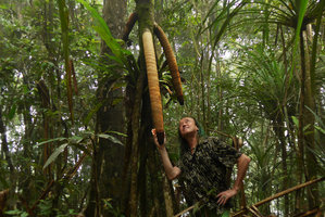 Patrick Blanc evaluating young, huge, vigorous Pandanus papuanus stilt roots, Varirata NP, Papua New Guinea, March 2016