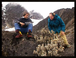 Patrick Blanc explaining to Nicolas Hulot just the growth habits of Helichrysum stuhlmannii at the vegetation limit altitude, Ruwenzori Mt at 4800 m asl, Uganda, Feb. 1996