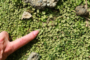 Patrick Blanc finger giving the scale for a tiny leaved form of Dichondra micrantha, Baracoa, Cuba, Feb.2017