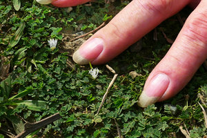 Patrick Blanc fingers as scale for the tiny carpeting Mimosa viva, Baracoa, Cuba, Feb. 2017.jpeg