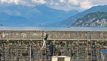 Patrick Blanc going down a ladder to observe the naturalized Erigeron karvinskianus on the vertical stony wall, Como Lake, Italy, June 2021