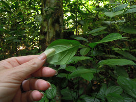 Patrick Blanc handing a Stichoneuron caudatum leaf to reveal the hidden tiny flowers, Royal Belum State Park, Malaysia, July 2013