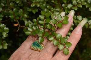 Patrick Blanc hand with the tiny Nothofagus menziesii leaves, mount Cook, New Zealand, Dec. 2012