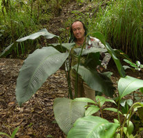 Patrick Blanc hidden among the huge leaves of an Araceae, probably Spathiphyllum schlechteri, Tari, 1500 m asl, Hela, Papua New Guinea, March 2016