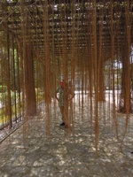 Patrick Blanc hidden by the curtain aerial roots of Cissus verticillata (= C. sicyoides), Xishuangbanna Tropical Botanical Garden, China, June 2016