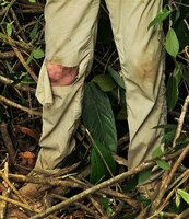 Patrick Blanc, his pants torn by the barbed wire hanging feeding roots of Cercestis blancii, Campo, Cameroun, March 2017