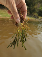Patrick Blanc holding a compact form of the submersed Hydrilla verticillata, Ndole Bay, Tanganyika lake, Zambia, Sept. 2017