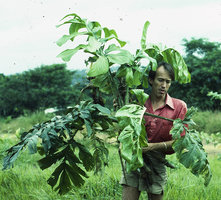 Patrick Blanc holding a freshly collected specimen of Cercestis (syn. Rhektophyllum) camerunensis at the Research Field Station, Makokou, Gabon, Dec. 1983