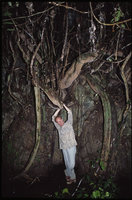 Patrick Blanc holding a huge Tetrastigma stem, Perak, Malaysia, Aug. 2003
