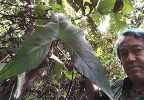 Patrick Blanc holding a leaf of Cyrtosperma merkusii, Mac Ritchie, Singapore, April 2019
