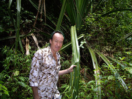 Patrick Blanc holding a leaf of Pandanus atrocarpus, Khao Sok NP, Thailand, Aug. 2006