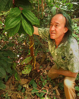 Patrick Blanc holding a leafy stem of Myrianthemum (syn. Medinilla) mirabile just above the twining stem with cauliflorous basal infructescence, Matomb, Yaounde, Cameroon, March 2018