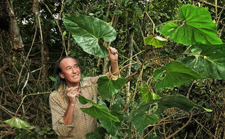 Patrick Blanc holding an adult individual of Cercestis blancii, Nkol Elon,  Campo, Cameroun, March 2017