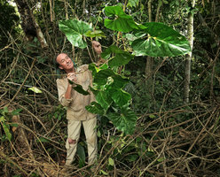 Patrick Blanc holding a new species of Cercestis , his pants torn by the barbed wire hanging feeding roots, Campo, Cameroun, March 2017