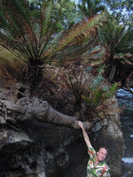 Patrick Blanc holding an old Cycas rumphii growing on sea cliff, Lembeh, Sulawesi, Aug. 2015