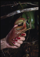 Patrick Blanc holding a pitcher of Nepenthes villosa, Mount Kinabalu, Borneo, 1984