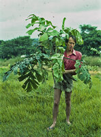 Patrick Blanc holding a specimen of the recently described Cercestis camerunensis, Makokou, Gabon, Dec. 1983