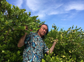 Patrick Blanc holding green unripe and purple black ripe fruits of Chrysobalanus icaco, Miami Beach, Florida, July 2016